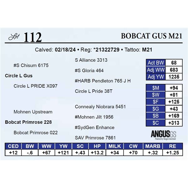 Bobcat Gus M21