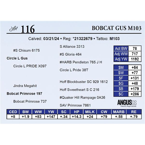 Bobcat Gus M103