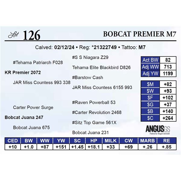 Bobcat Premier M7