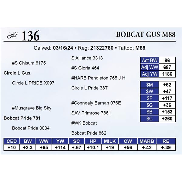 Bobcat Gus M88