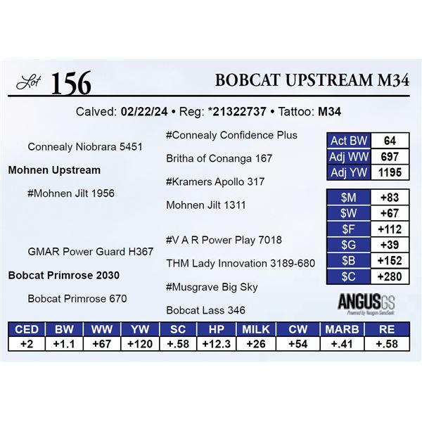 Bobcat Upstream M34