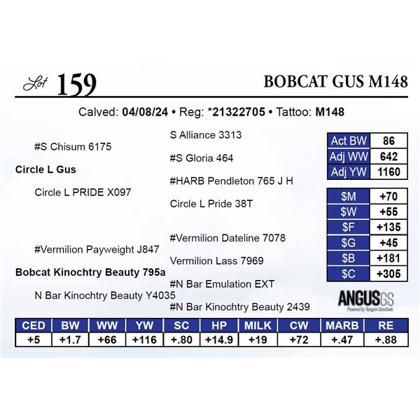Bobcat Gus M148