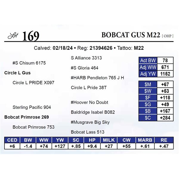 Bobcat Gus M22