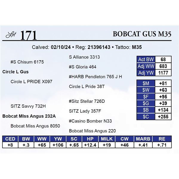 Bobcat Gus M35