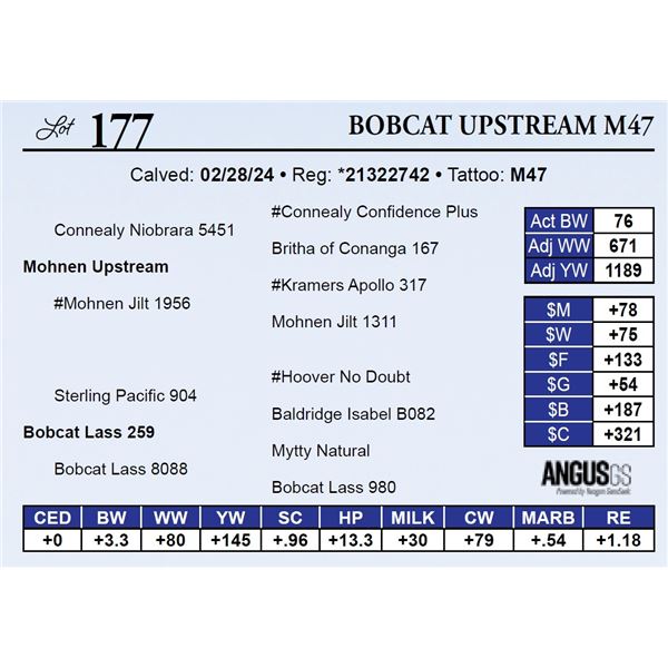 Bobcat Upstream M47