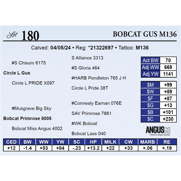 Bobcat Gus M136