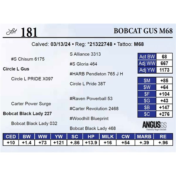 Bobcat Gus M68