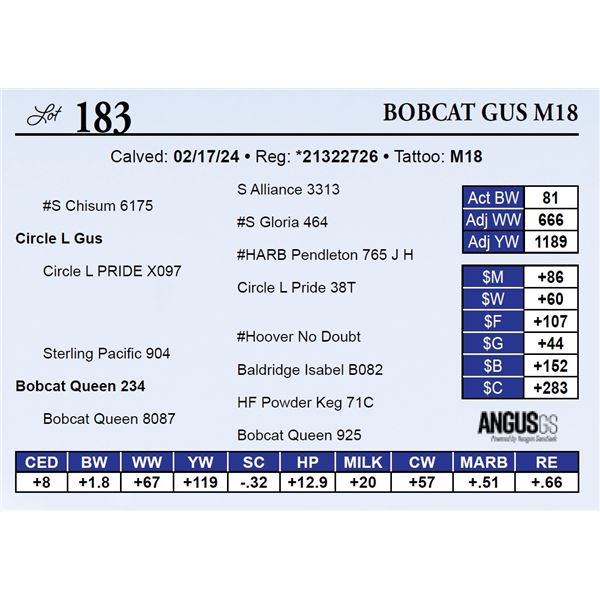 Bobcat Gus M18