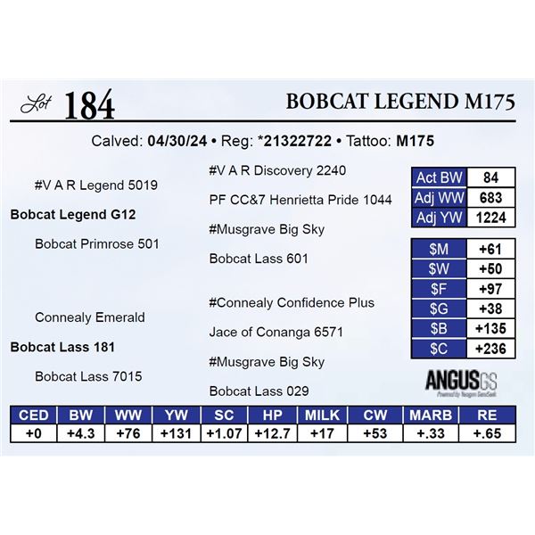 Bobcat Legend M175