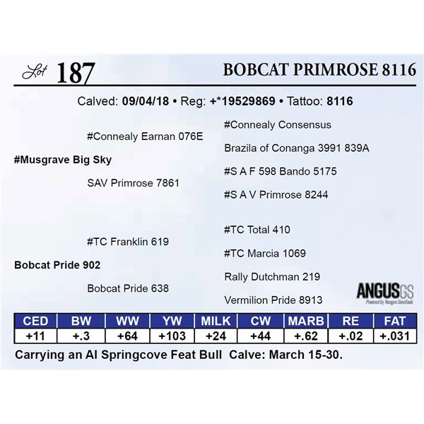 Bobcat Primrose 8116