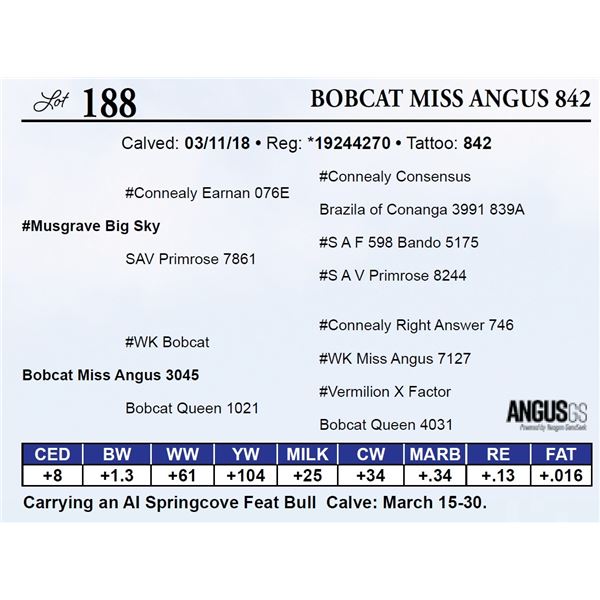 Bobcat Miss Angus 842