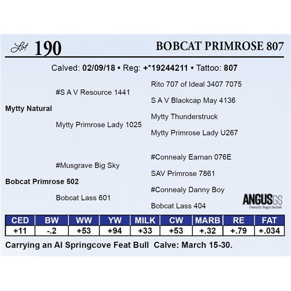 Bobcat Primrose 807