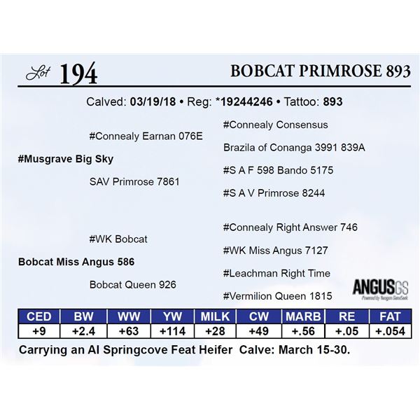 Bobcat Primrose 893