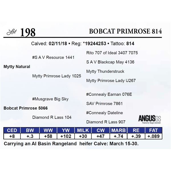 Bobcat Primrose 814