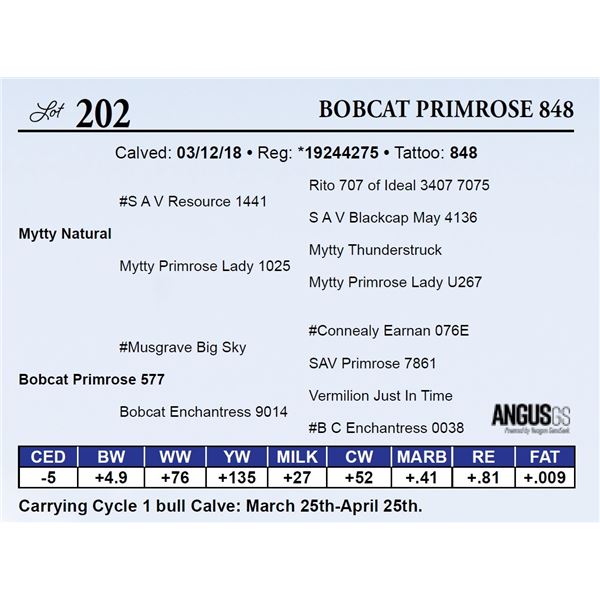 Bobcat Primrose 848