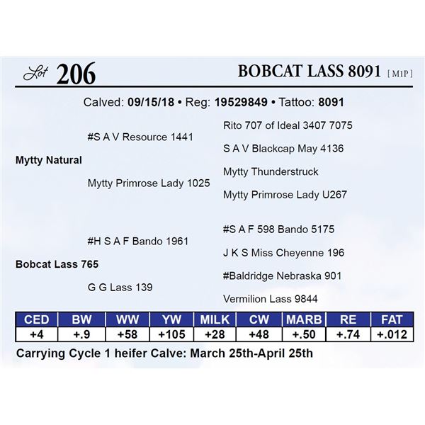 Bobcat Lass 8091