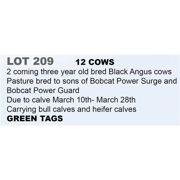 12 hd 2 Coming 3 yr old Bred Cows