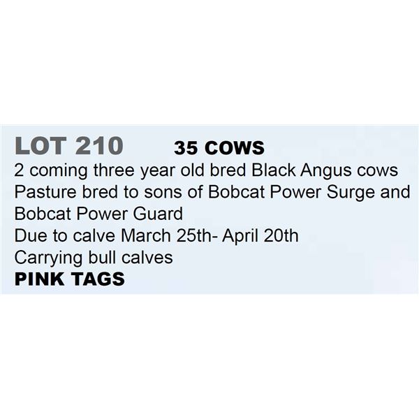 35 hd 2 Coming 3 yr old Bred Cows