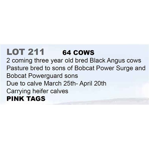 64 hd 2 Coming 3 yr old Bred Cows