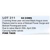 Image 1 : 64 hd 2 Coming 3 yr old Bred Cows