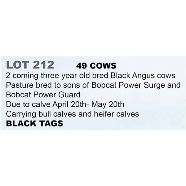 49 hd 2 Coming 3 yr old Bred Cows