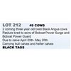 Image 1 : 49 hd 2 Coming 3 yr old Bred Cows