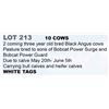 Image 1 : 10 hd 2 Coming 3 yr old Bred Cows