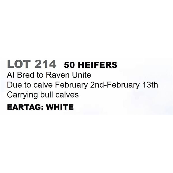 50 hd Bred Heifers