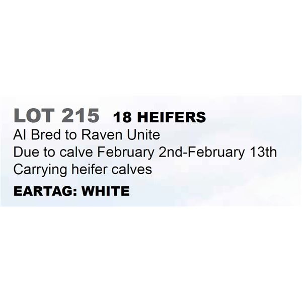 18 hd Bred Heifers