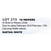 Image 1 : 18 hd Bred Heifers