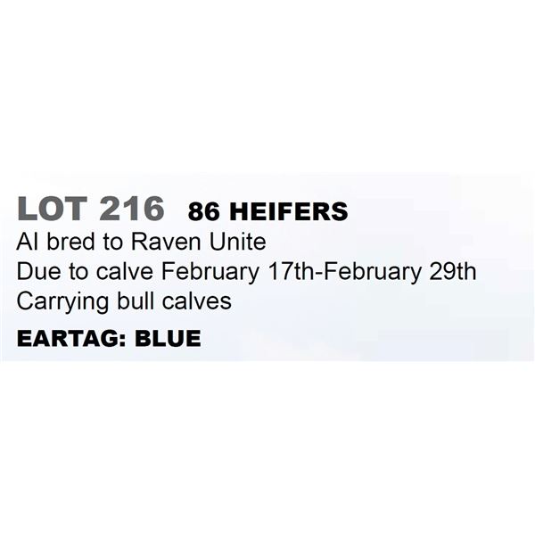 86 hd Bred Heifers