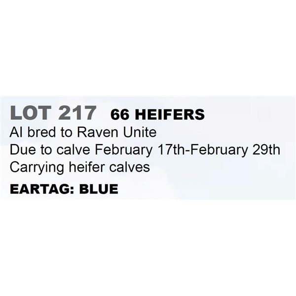 66 hd Bred Heifers