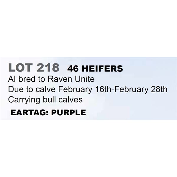 46 hd Bred Heifers