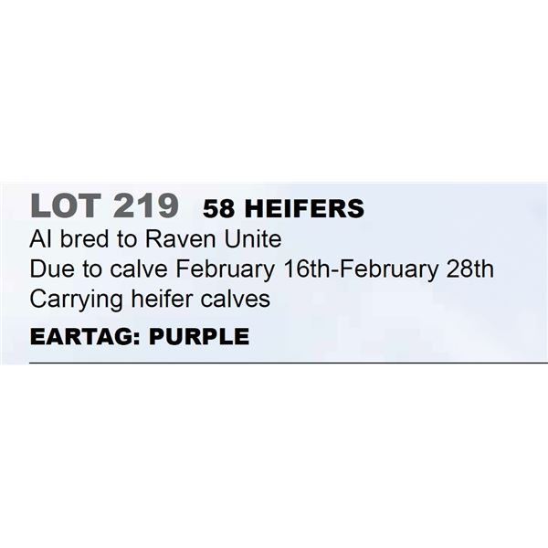 58 hd Bred Heifers