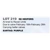 Image 1 : 58 hd Bred Heifers