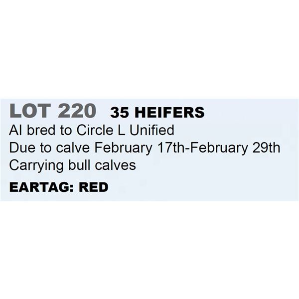 35 hd Bred Heifers