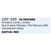 Image 1 : 35 hd Bred Heifers