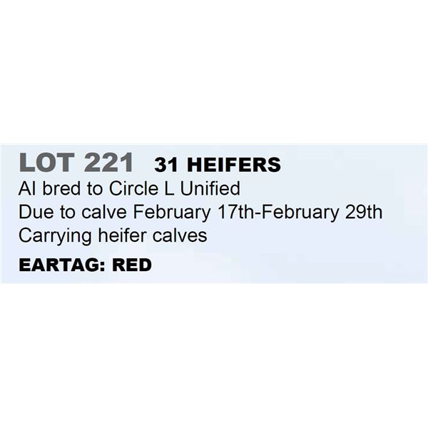 31 hd Bred Heifers