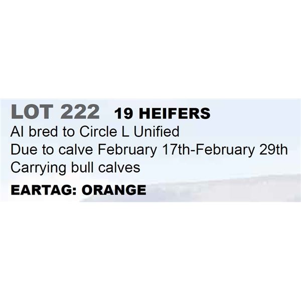 19 hd Bred Heifers