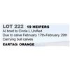 Image 1 : 19 hd Bred Heifers