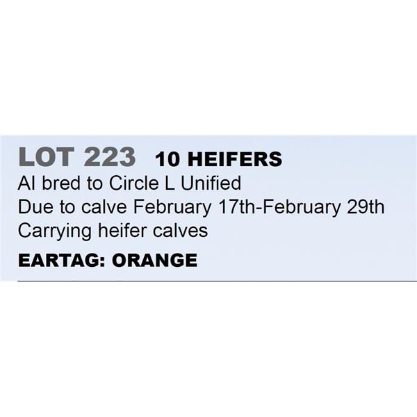 10 hd Bred Heifers