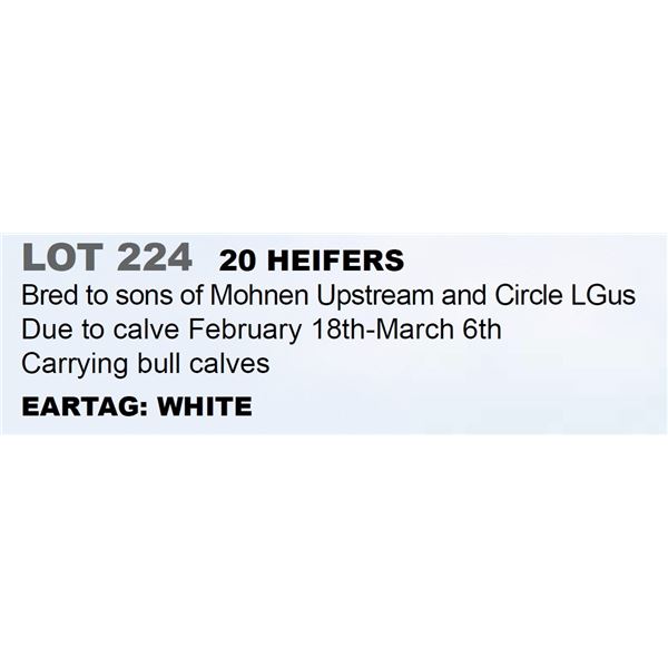 20 hd Bred Heifers