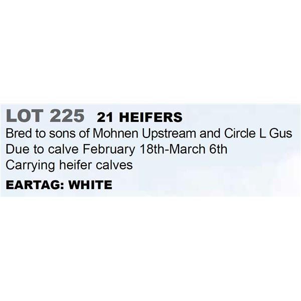 21 hd Bred Heifers