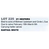Image 1 : 21 hd Bred Heifers