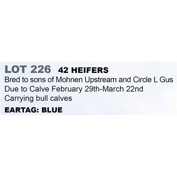 42 hd Bred Heifers