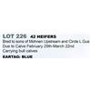 Image 1 : 42 hd Bred Heifers