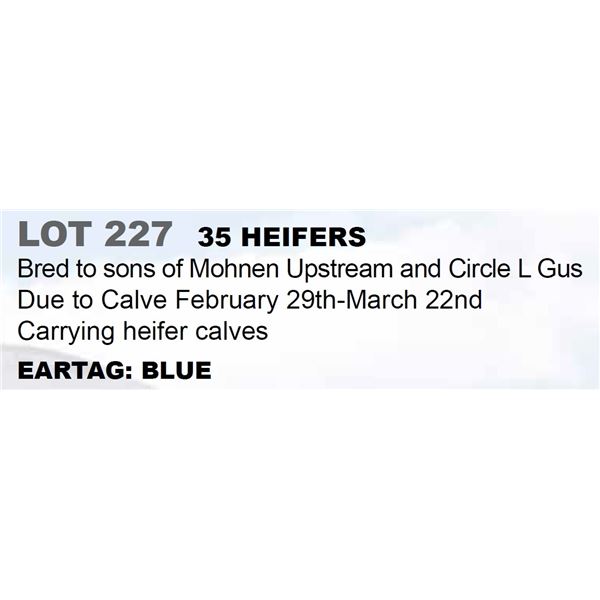 35 hd Bred Heifers