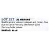 Image 1 : 35 hd Bred Heifers