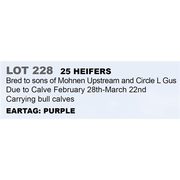 25 hd Bred Heifers