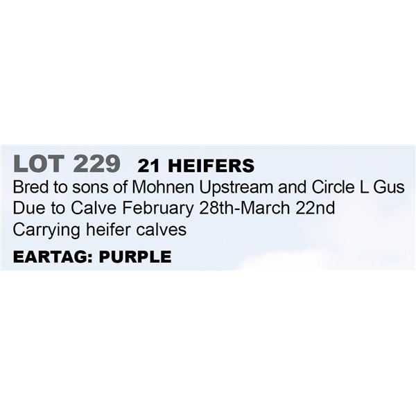 21 hd Bred Heifers